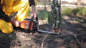 Best Hazardous Tree Removal  in Avenel, NJ